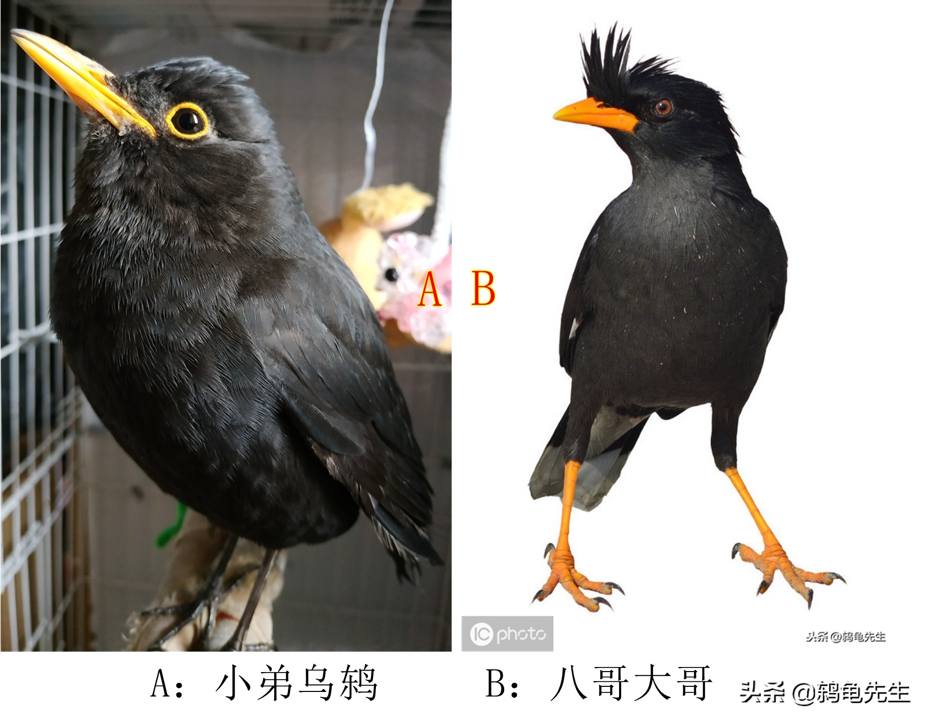 请不要叫我乌鸦,乌鸫,乌鸦,八哥鸟和鹩哥四种黑鸟区分方法图解