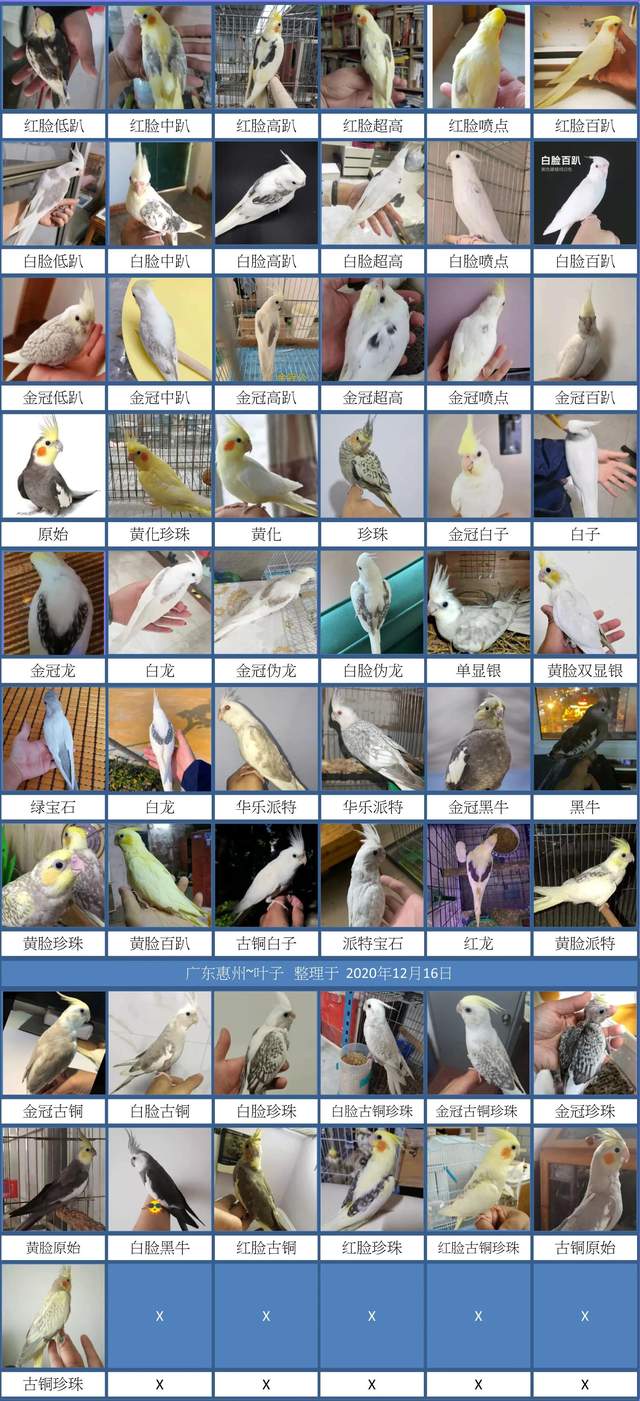 国内玄凤鹦鹉有多少种？厨子数了数有几十种之多，内附玄凤品种图