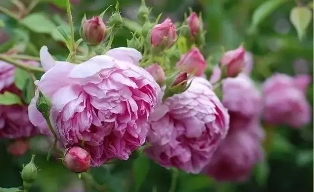 玫瑰花顏色(玫瑰花品種多達100種,你都見過嗎?