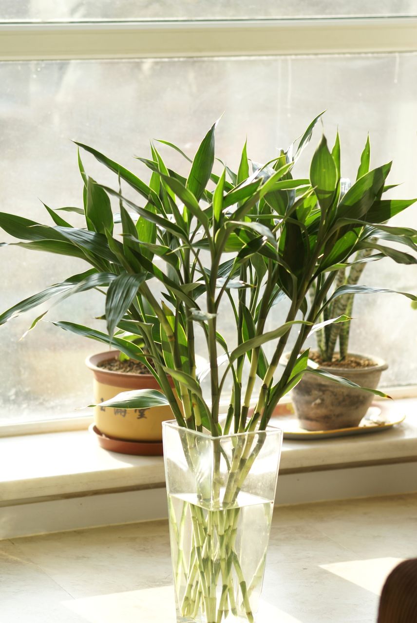 怎样养富贵竹？造型修剪不少，养“九楼宝塔”，富贵逼人