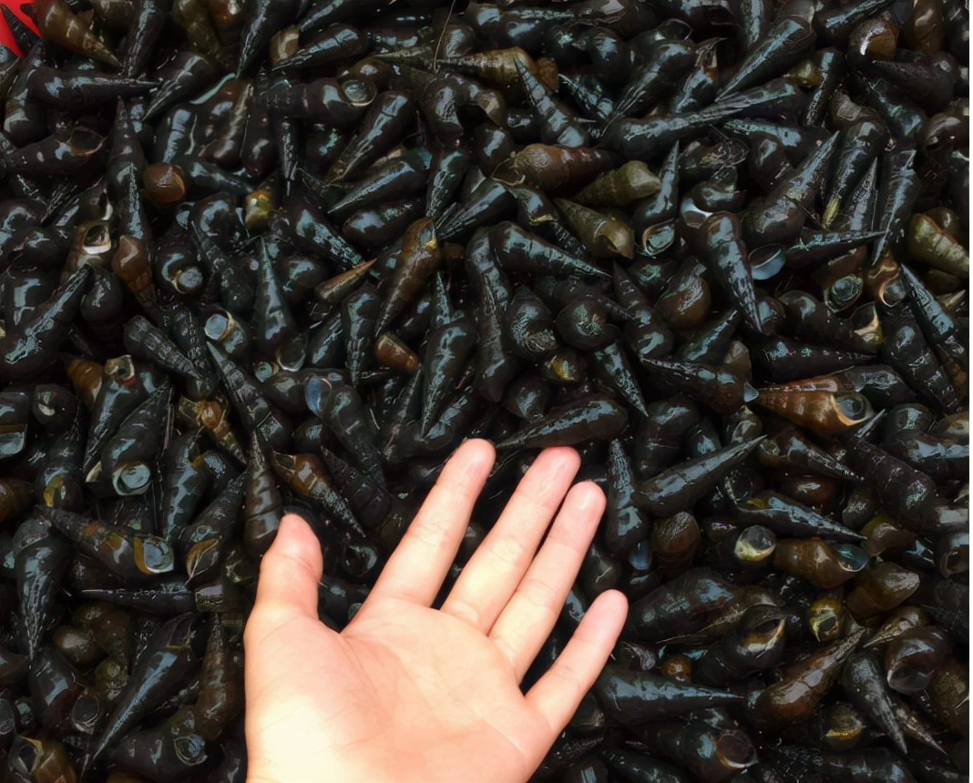 山坑螺:对水质要求高,儿时一晚捡几十斤,如今深山才有38元1斤