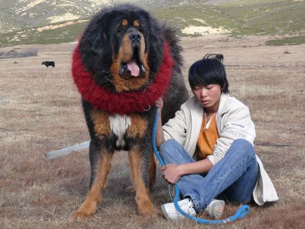 最凶猛的狗，世界十大恶犬排行榜！世界第一猛犬有多厉害？