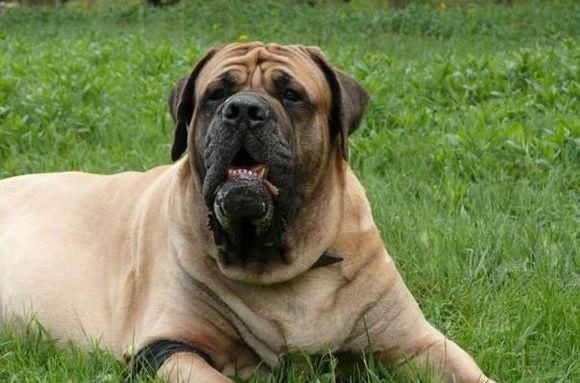 最凶猛的狗，世界十大恶犬排行榜！世界第一猛犬有多厉害？