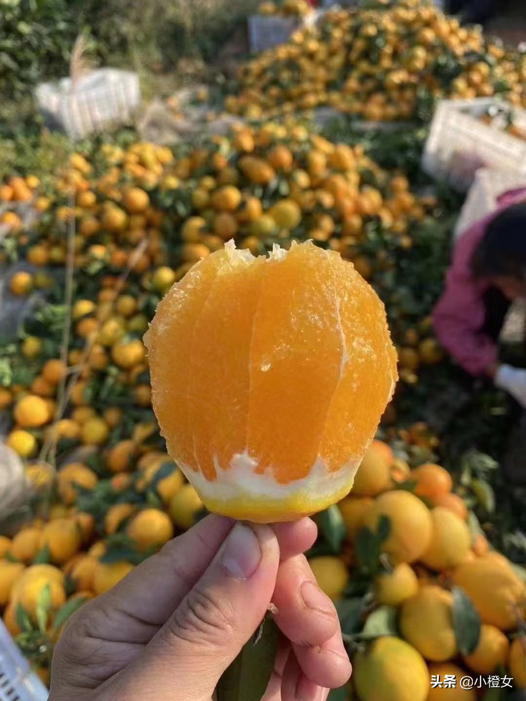 脐橙上火吗(脐橙的功效与作用上火)