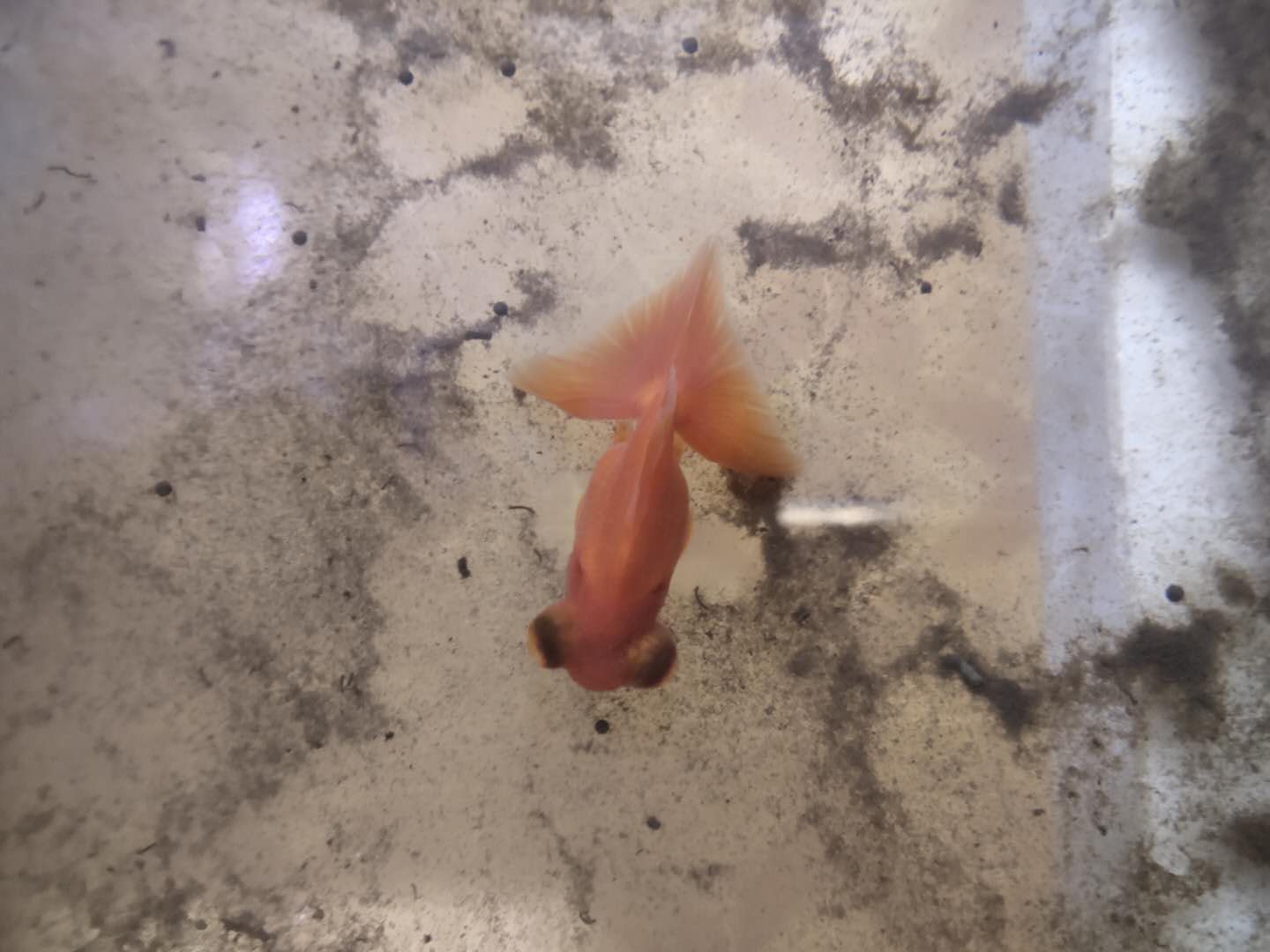 金鱼患上了白点病，会有哪些原因，采取何种保守方法治疗？