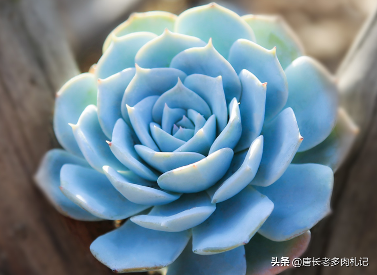 多肉薄叶蓝鸟怎么养经验分享图文