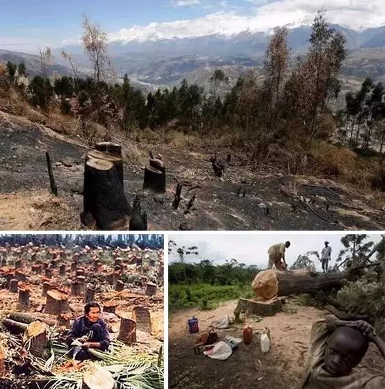 缅甸花梨（大果紫檀）如此消耗，7年后将彻底消失！