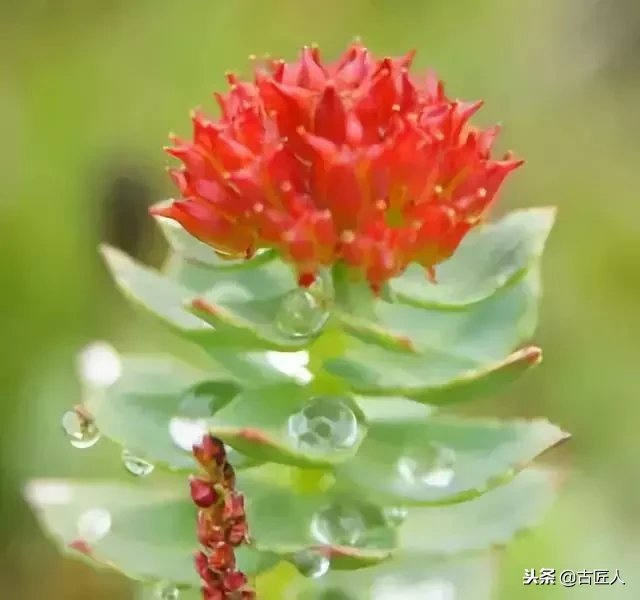 万紫千红的百花汇（百花汇中富含诗意的花）