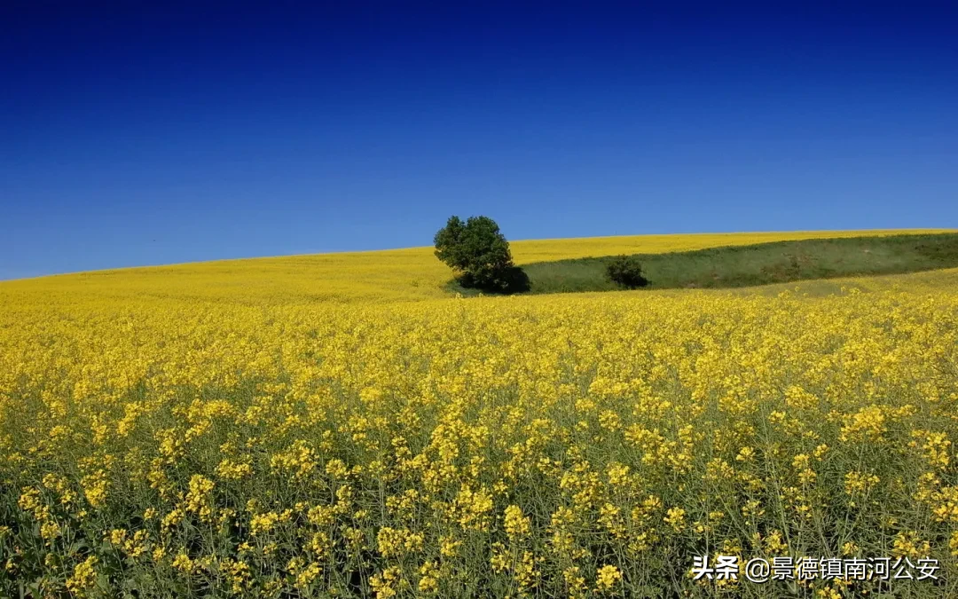 诗词丨17首油菜花诗词：打团飞入菜花去，自信世间无别香