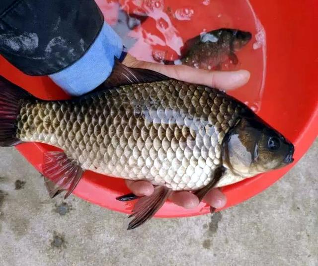 野生鲫鱼能有多大?看完这些照片,钓友感叹:快成精了吧?