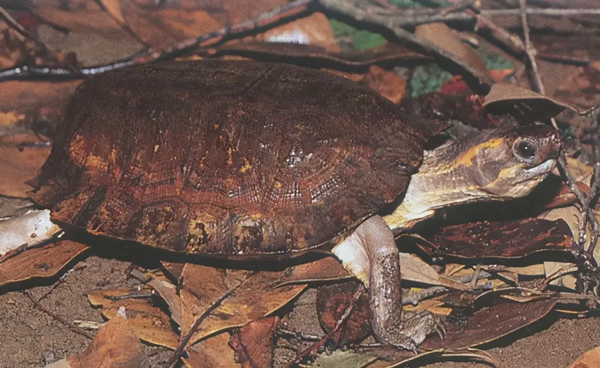 乌龟的种类图片及名称（乌龟的品种图片）