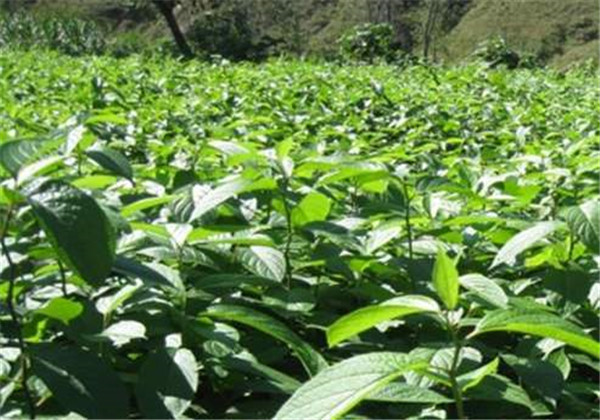 中草药--杜仲的种植技术，能保证杜仲的产质，还能提高园林建设