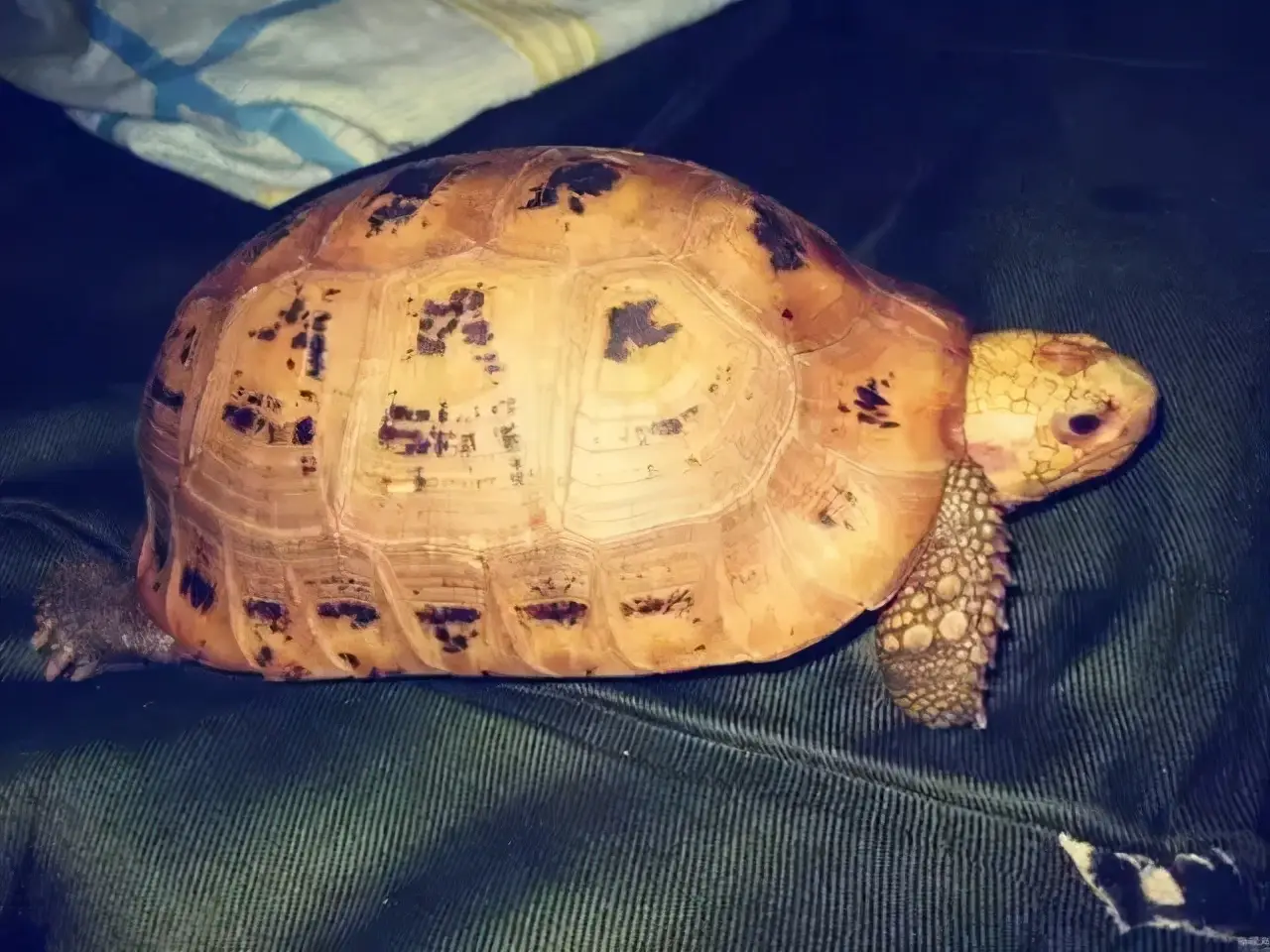 乌龟的种类图片及名称（乌龟的品种图片）