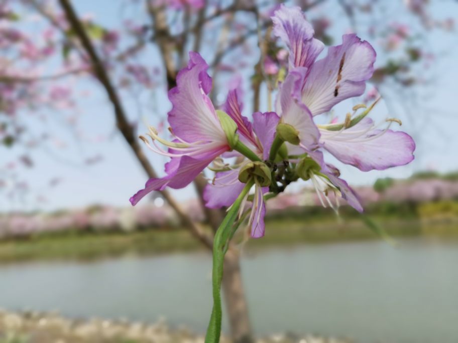 浓烈芬芳  春风十里赏花路  徜徉在广州海珠湿地的花海之中