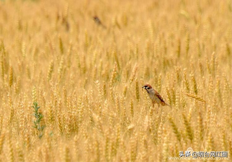 人们常说"三夏"大忙季节，即指忙于夏收、夏种和春播作物的夏管。