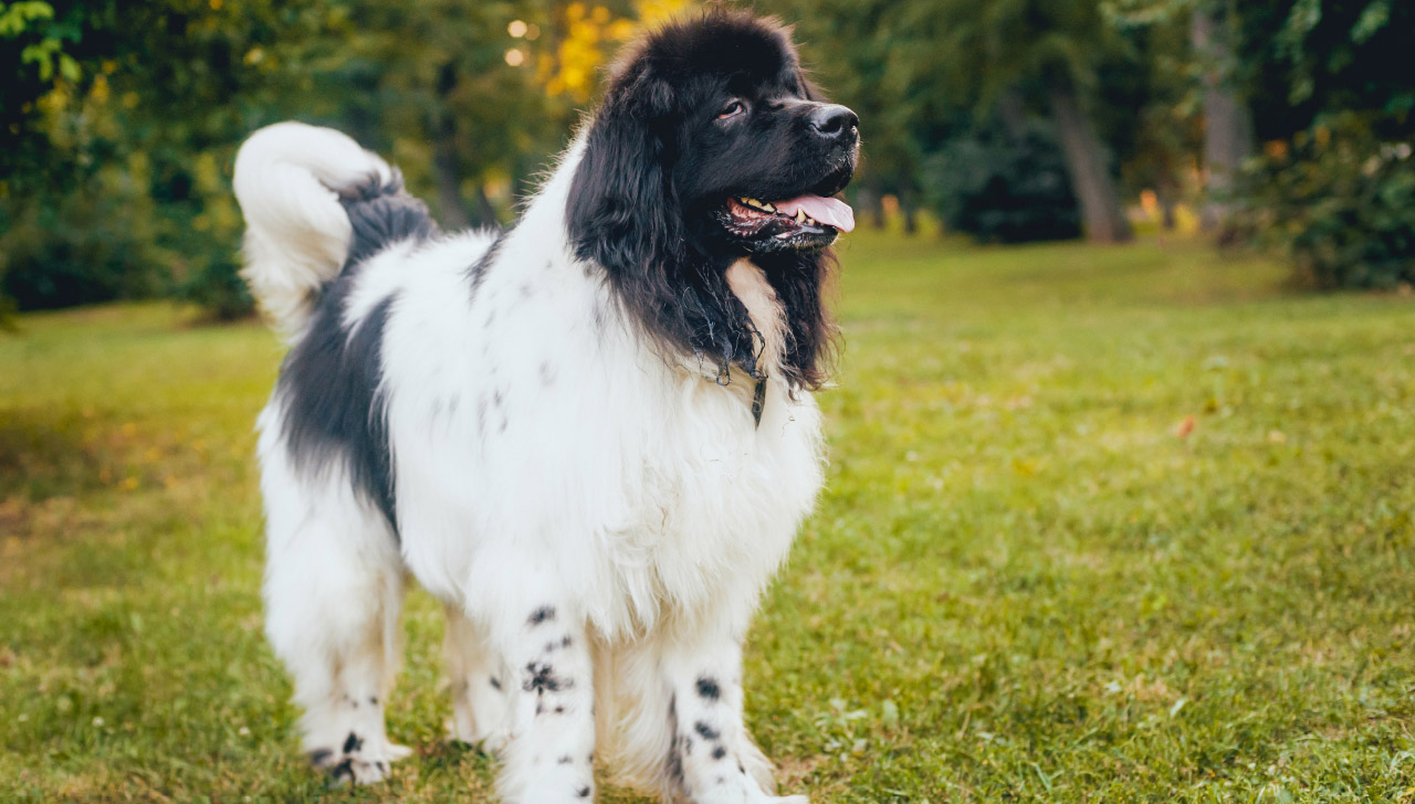 超大型犬当中的憨厚犬种 来自纽芬兰的纽芬兰犬 它们是怎样的狗 天天看点