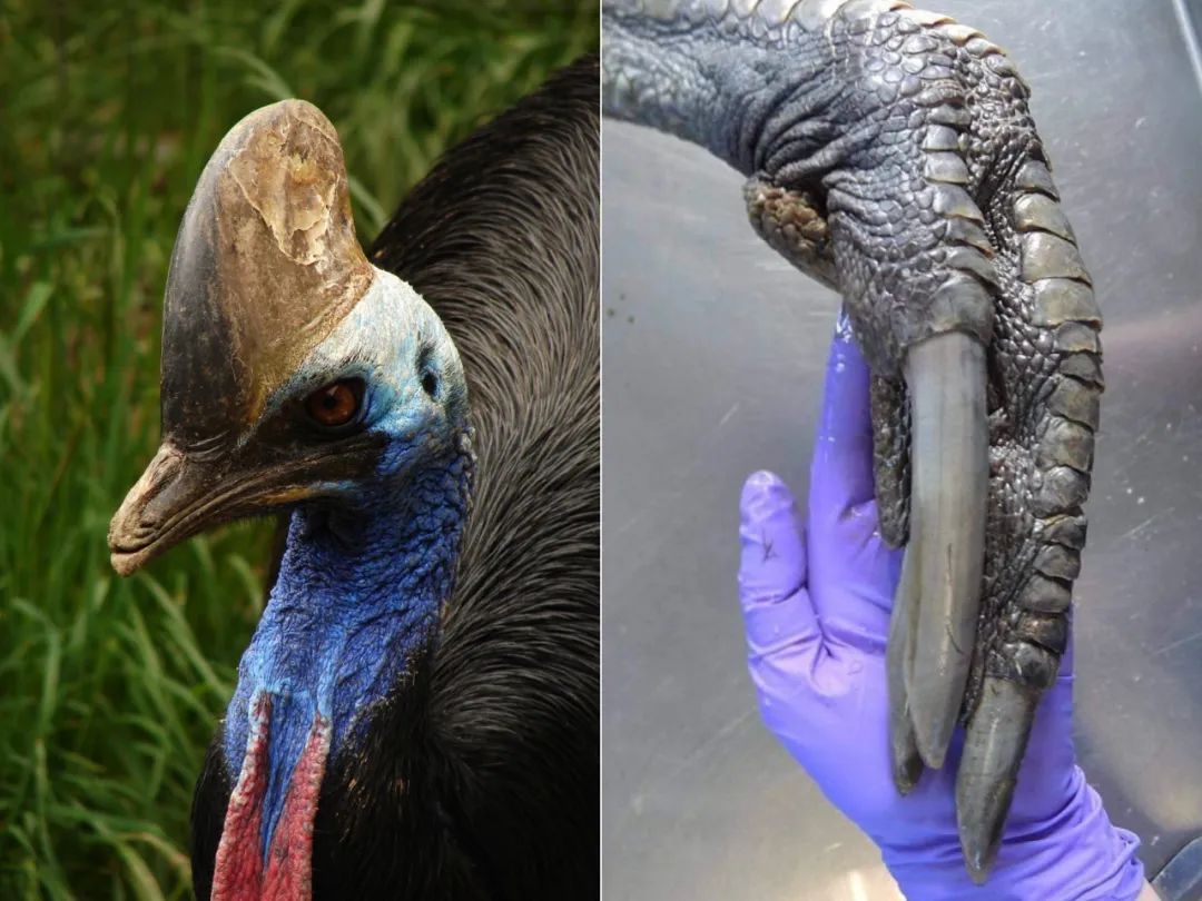 食火鸟,这是世界上最危险的鸟类之一,它们的爪子就像是恐龙的爪子一样