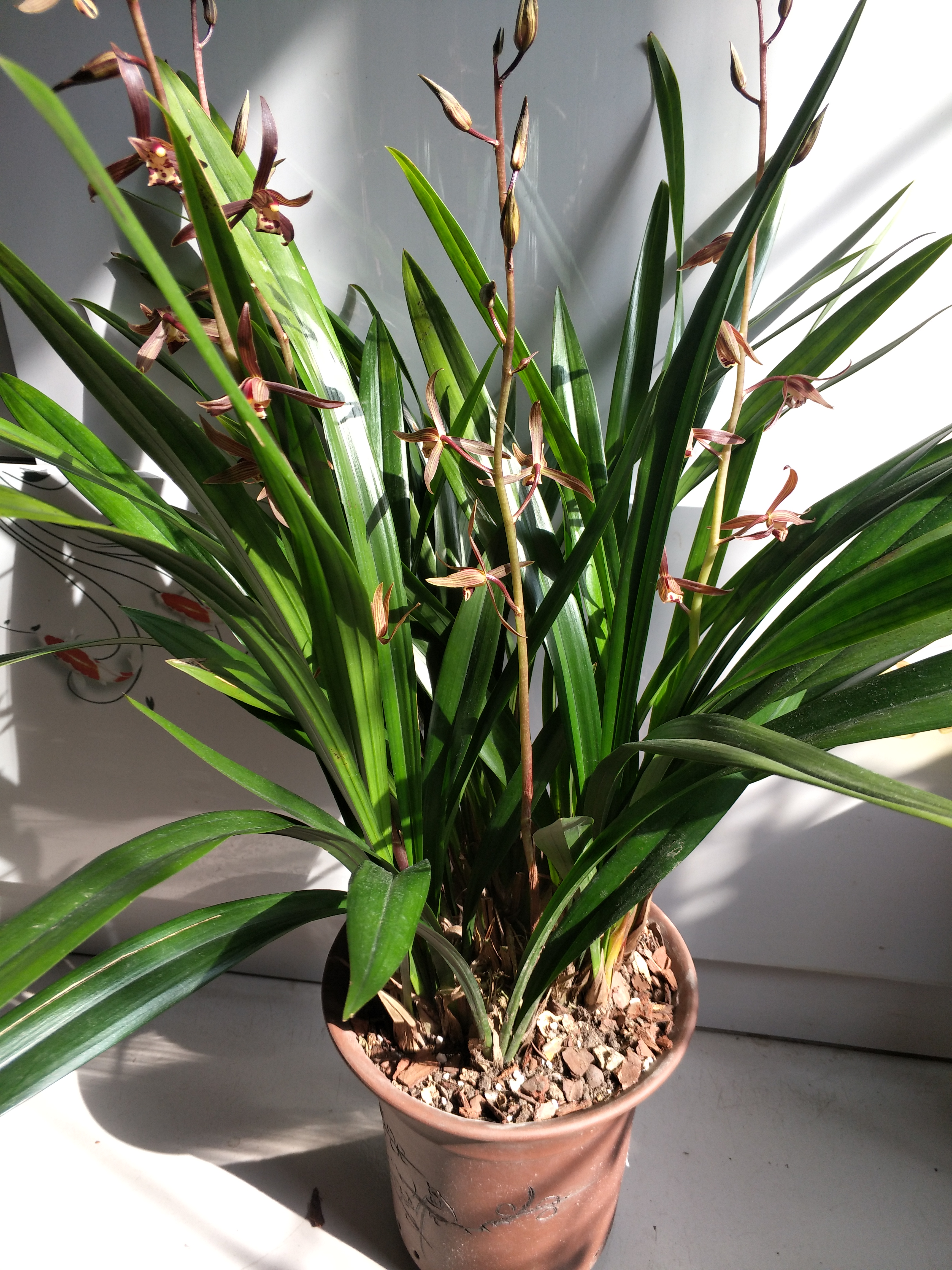 冬天养墨兰5个"小方法",花箭窜到一米高,春节开成"报岁花"