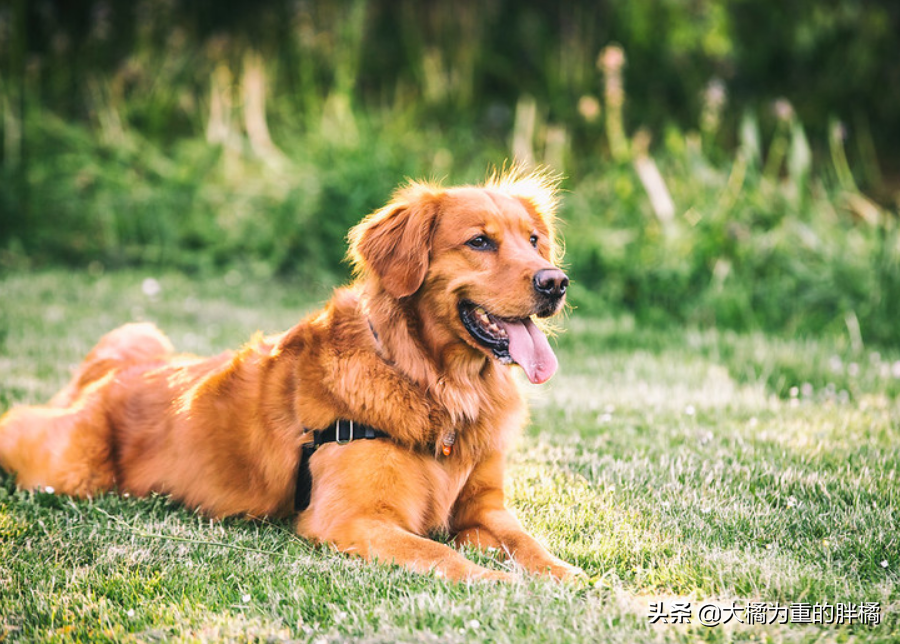 养狗不是为了折腾，公狗的这6个“缺点”太磨人，养母狗更省心！