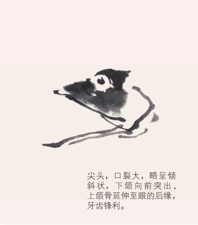 零基础水族的画法：怎么样用双勾发画金鱼鲤鱼？学会几分钟一幅画