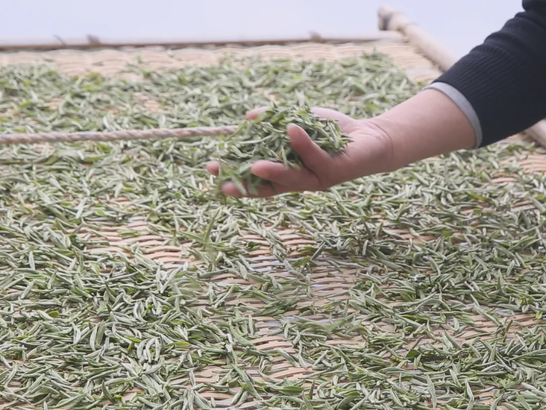 这些茶香味你感受过吗？（上）新白茶香气你喜欢哪种？吾雨茶课堂