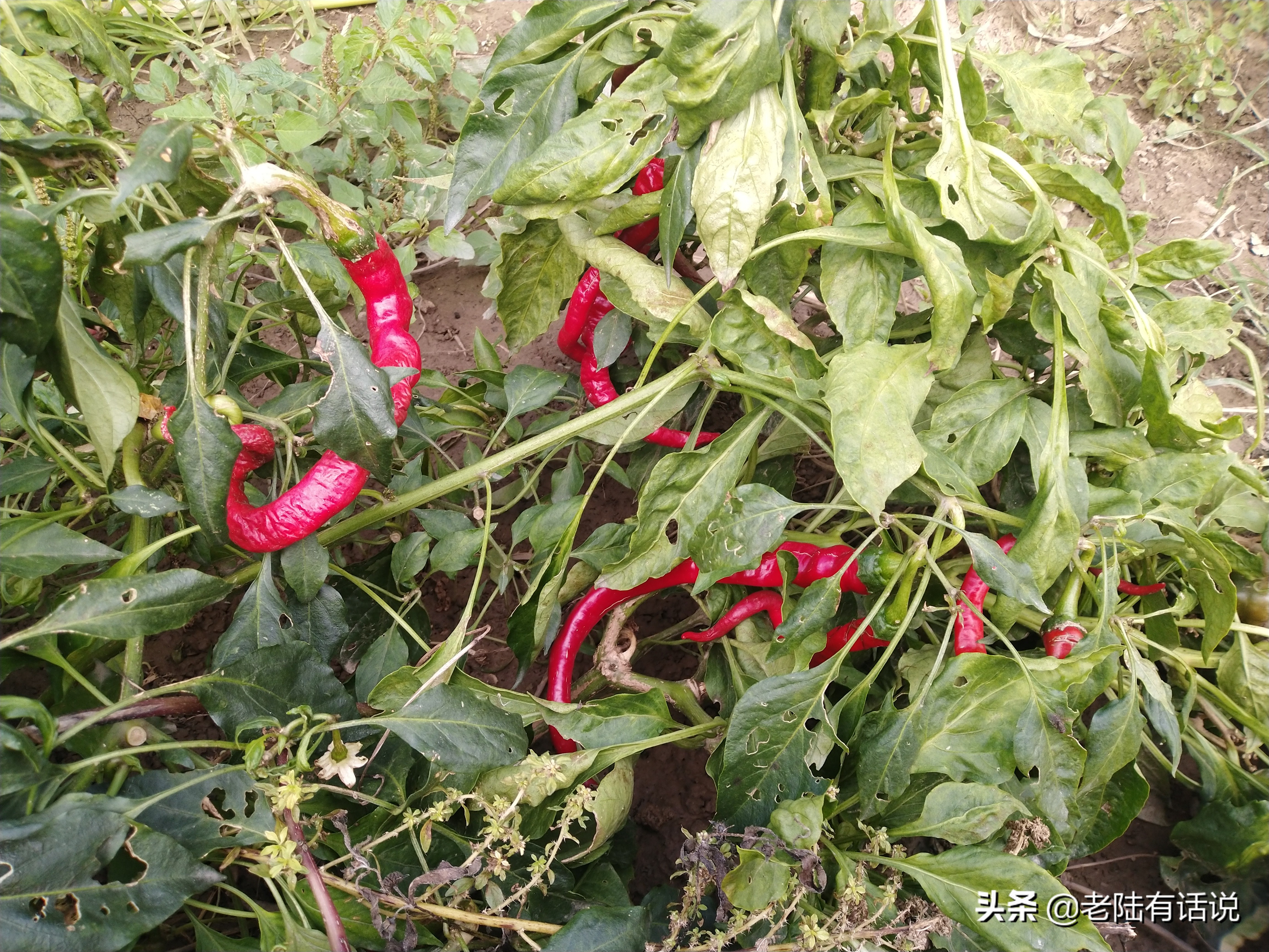 我的城市小菜园，我的田园之梦，金秋收获绿色食品