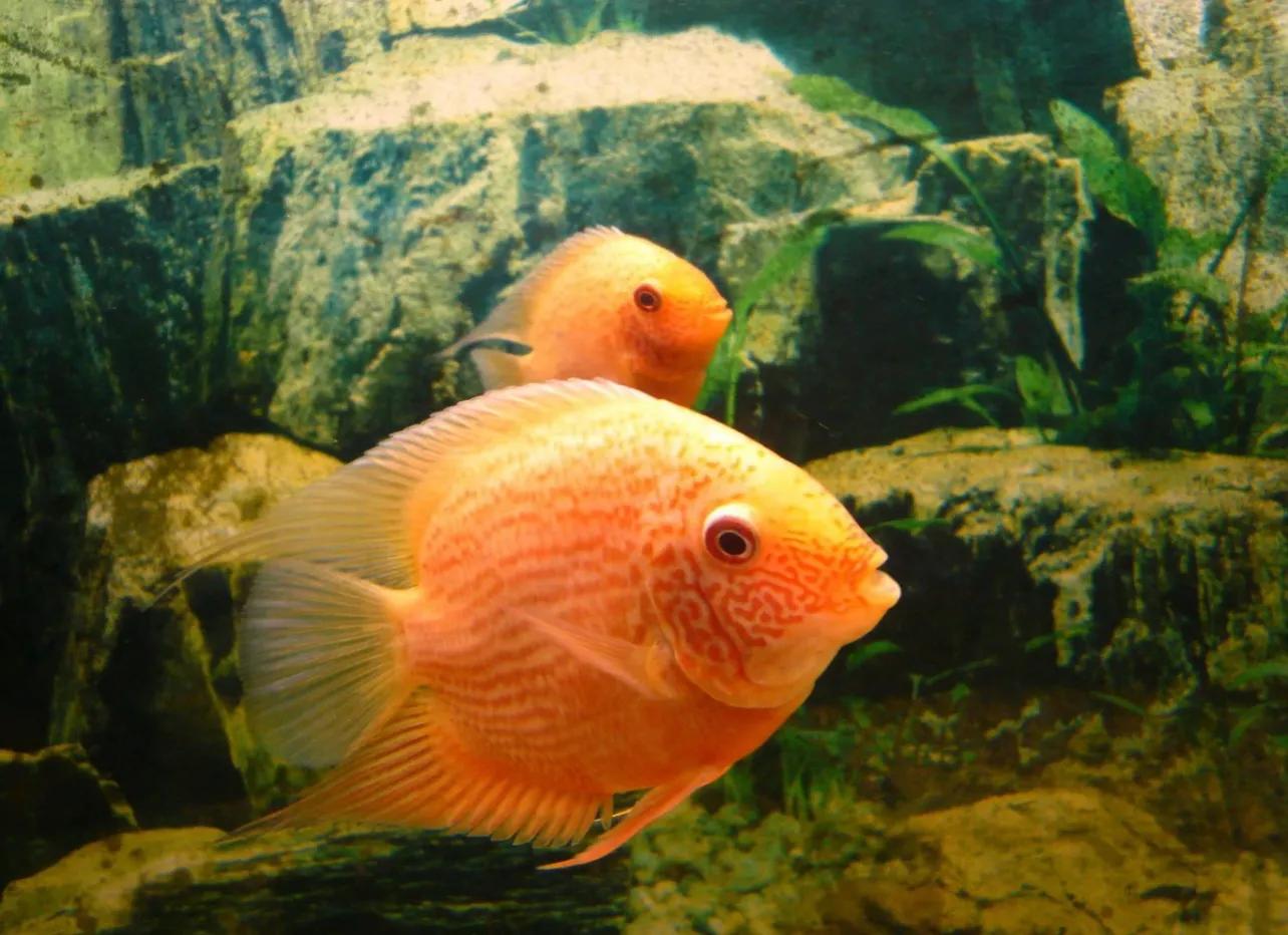 4.菠萝鱼