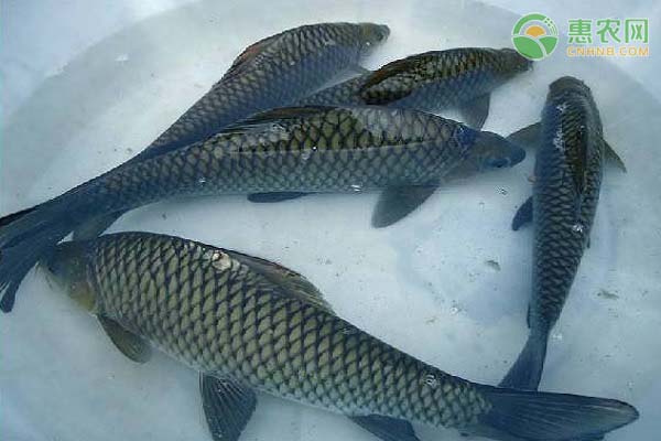 它是中国的独有鱼种，肉鲜味美，经济价值高，价格可卖600元一斤