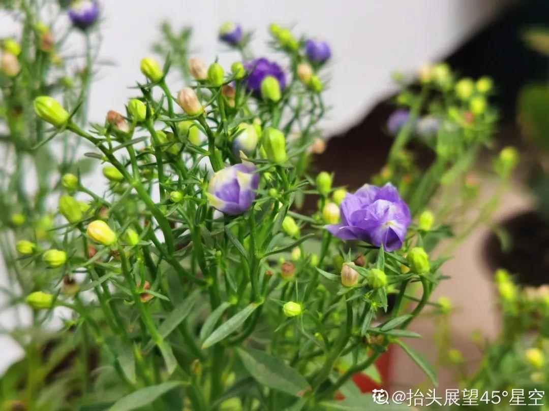 粉花绣线菊的介绍（今年流行的小众植物美而不俗）