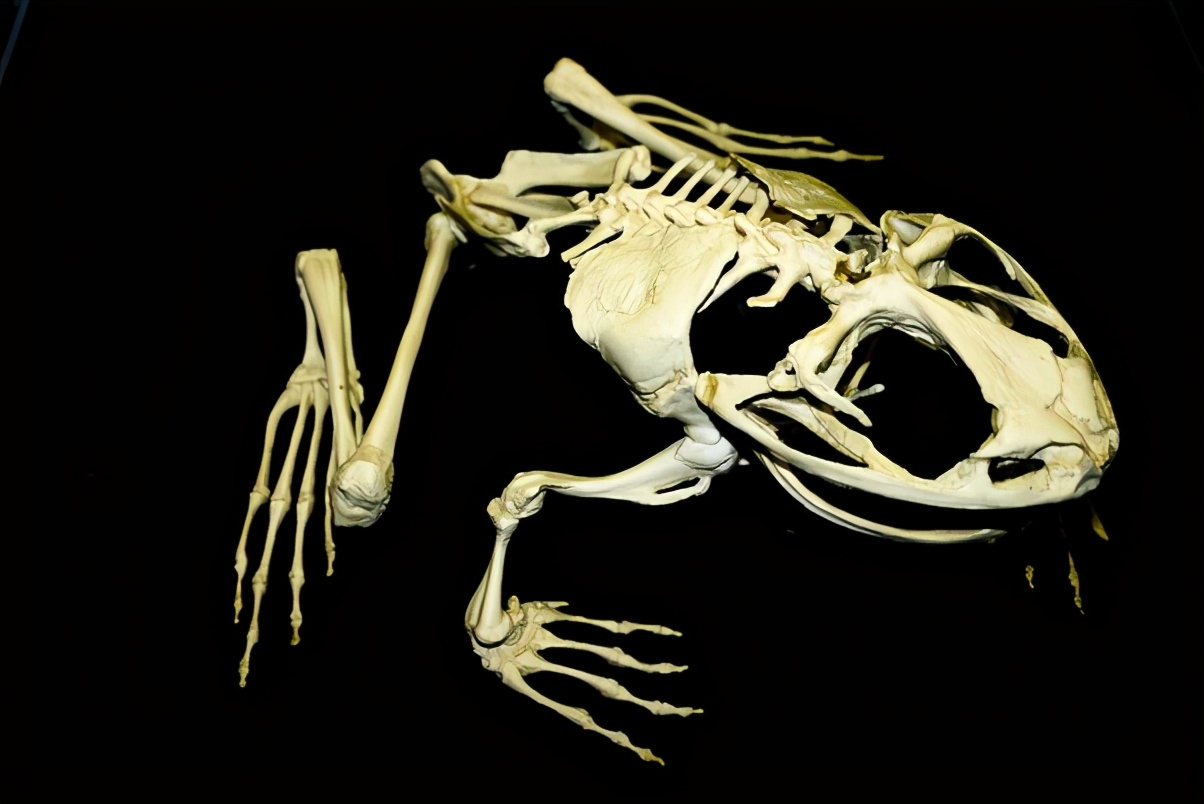 青蛙如何呼吸的呢,青蛙呼吸的方式介绍