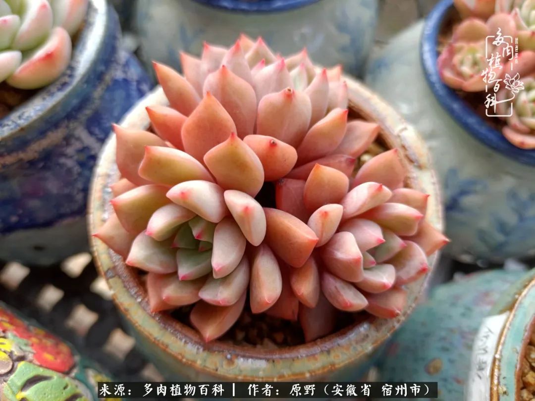 我心观世界：生活与多肉，应无所住而生其心