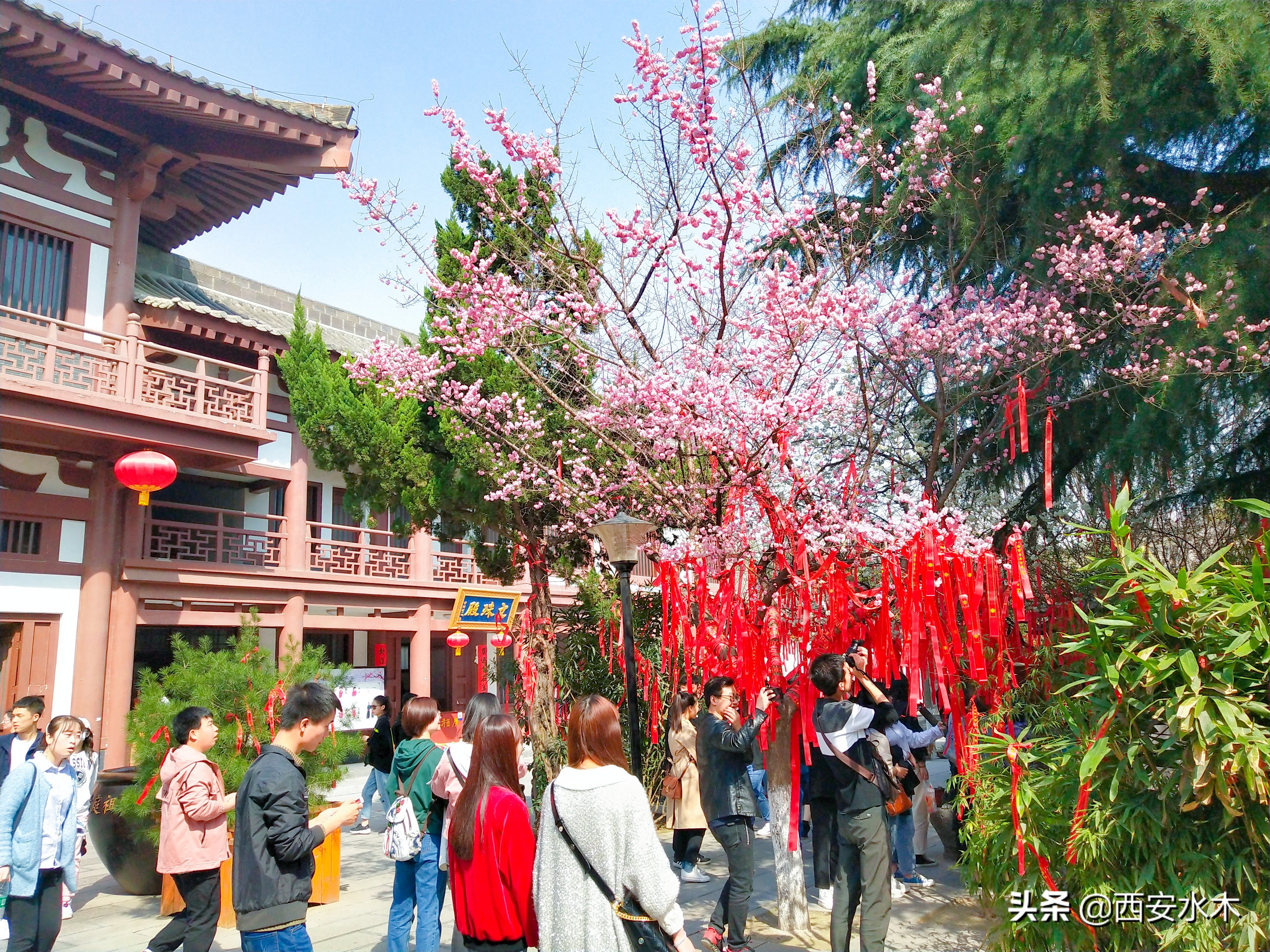 西安青龙寺，观赏樱花、礼佛祈福，门票免费