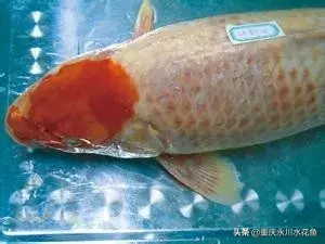 鲤疱疹病毒病（KHV）的防治方法，令养鱼业者闻之色变的“瘟疫”