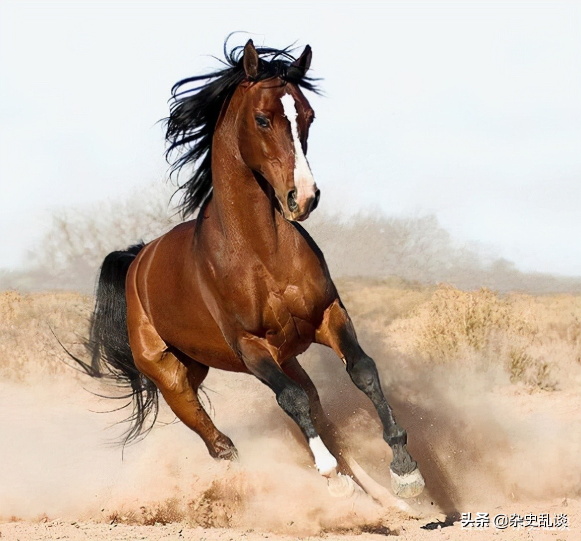 最漂亮汗血宝马图片(古代的) - 赤虎壹号