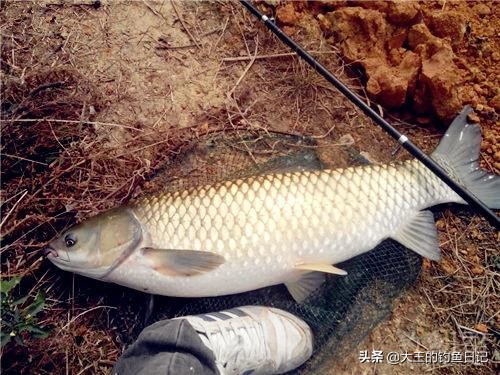 夏季河流野钓草鱼——海竿串钩篇！新钓友们可以参考一下