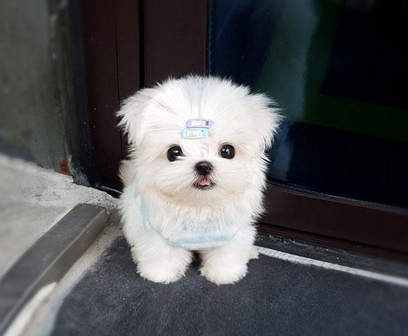 小型犬图片大全带名字十大适合家养的小型犬排行榜