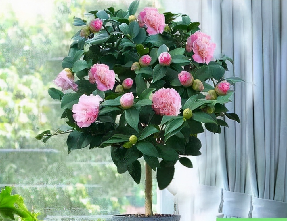 6种“喜冷花”，冬天也能开得“姹紫嫣红”，喜欢建议养一盆