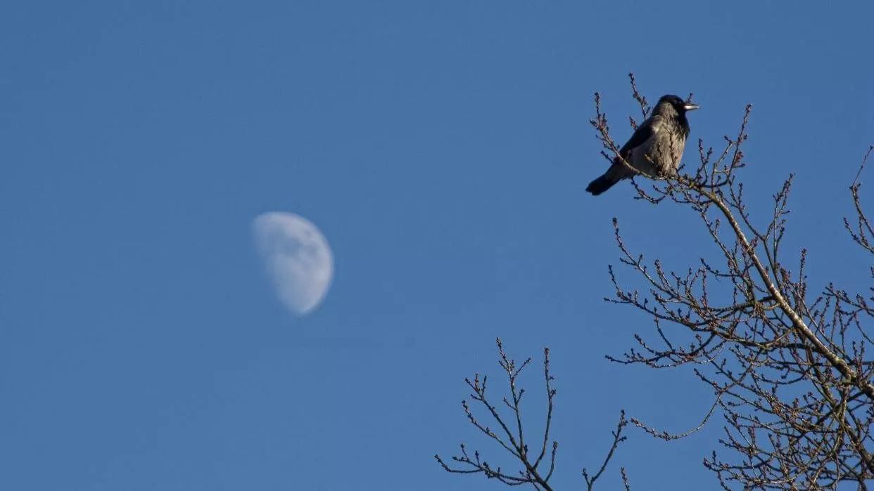 看懂了毛姆的《月亮與六便士》，才明白“心之所向，素履以往”