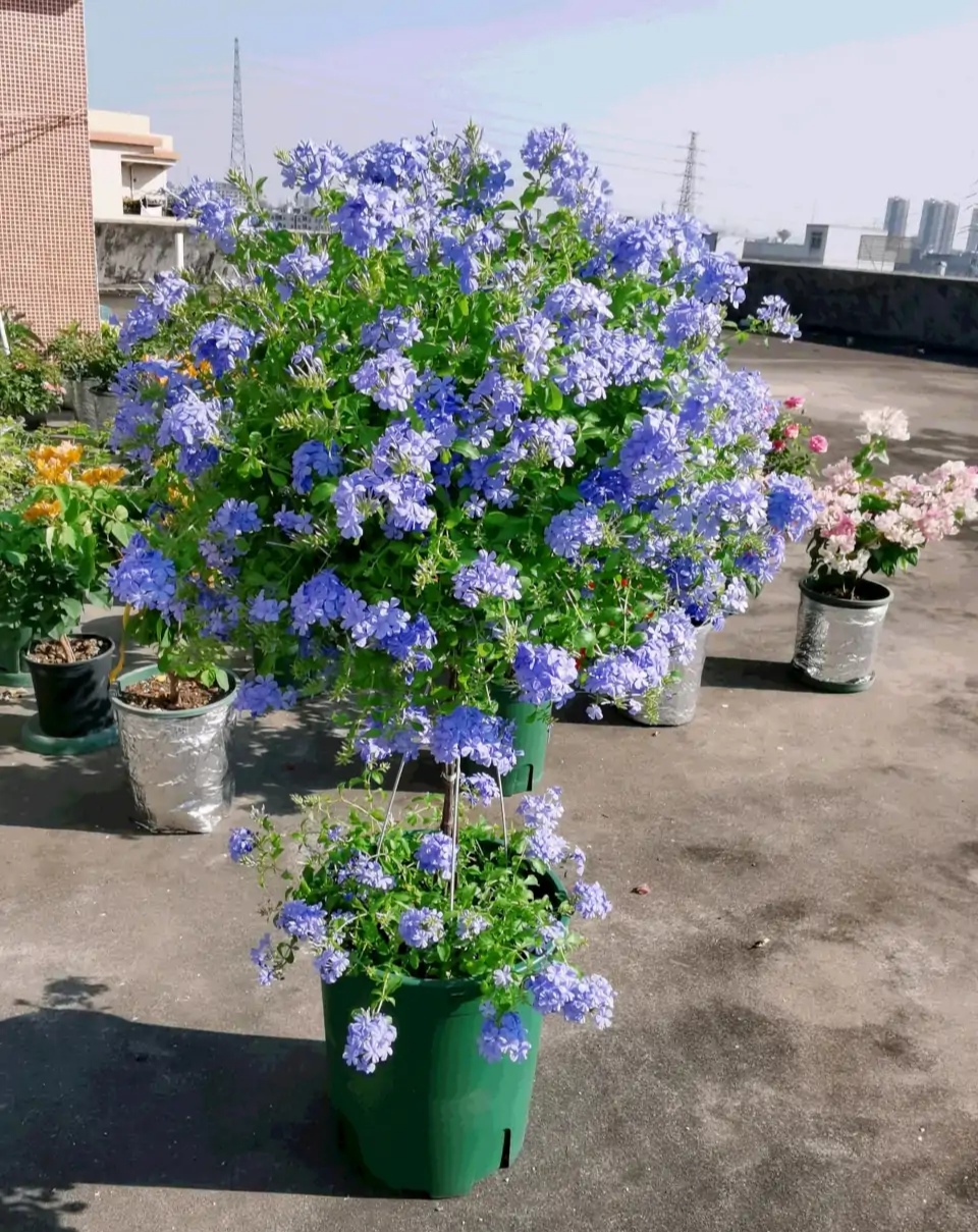 紫罗兰有毒吗（100种室内盆栽花草图鉴）