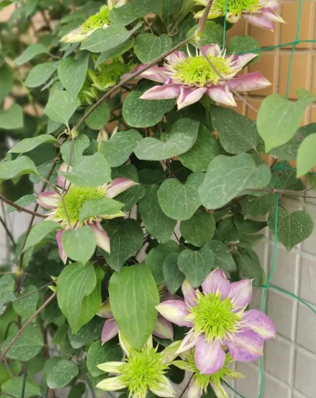 “花园三宝”之一,1年能开花上百天,冬天特别抗寒