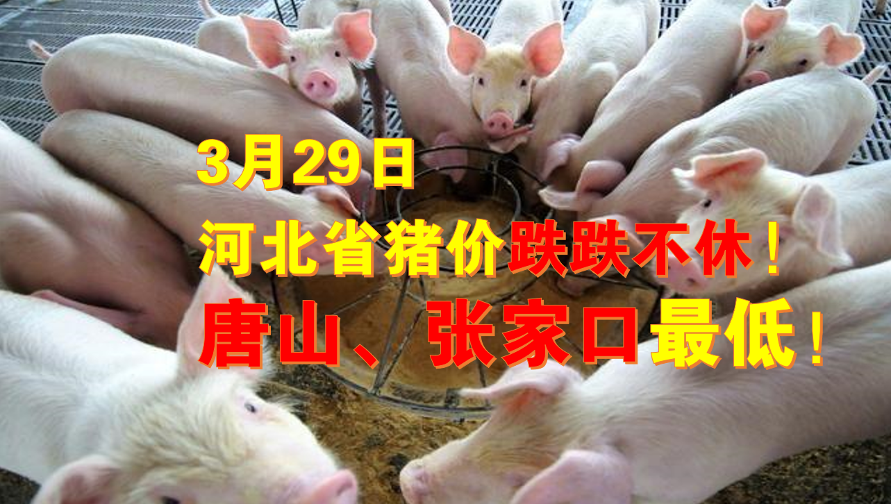 3月29日河北省猪价行情：唐山、张家口猪价跌破12元一斤