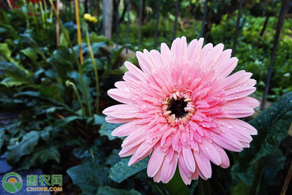 非洲菊花语（粉色非洲菊的花语介绍和种植方法）