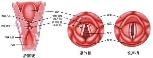 喉炎≠咽炎，耽误治疗可有生命危险，医生为你解读小儿急性喉炎