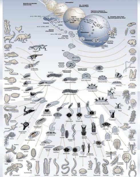 别不相信进化论了，这是生物发展的唯一解释，两方面证据可以证明