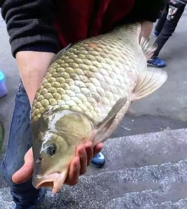 野生鲫鱼能有多大?看完这些照片,钓友感叹:快成精了吧?