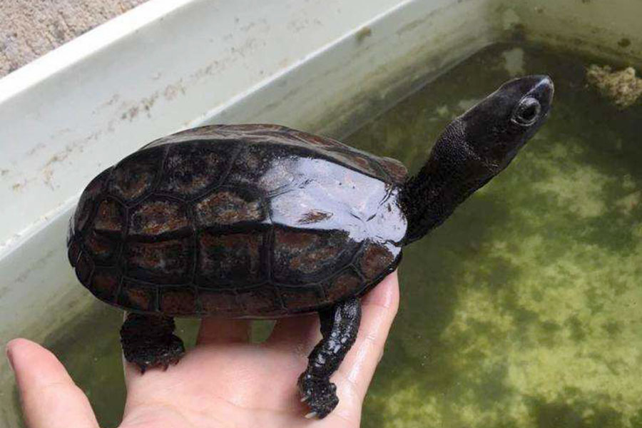 如何才能养出一只好墨龟,这些养龟知识简单又实用