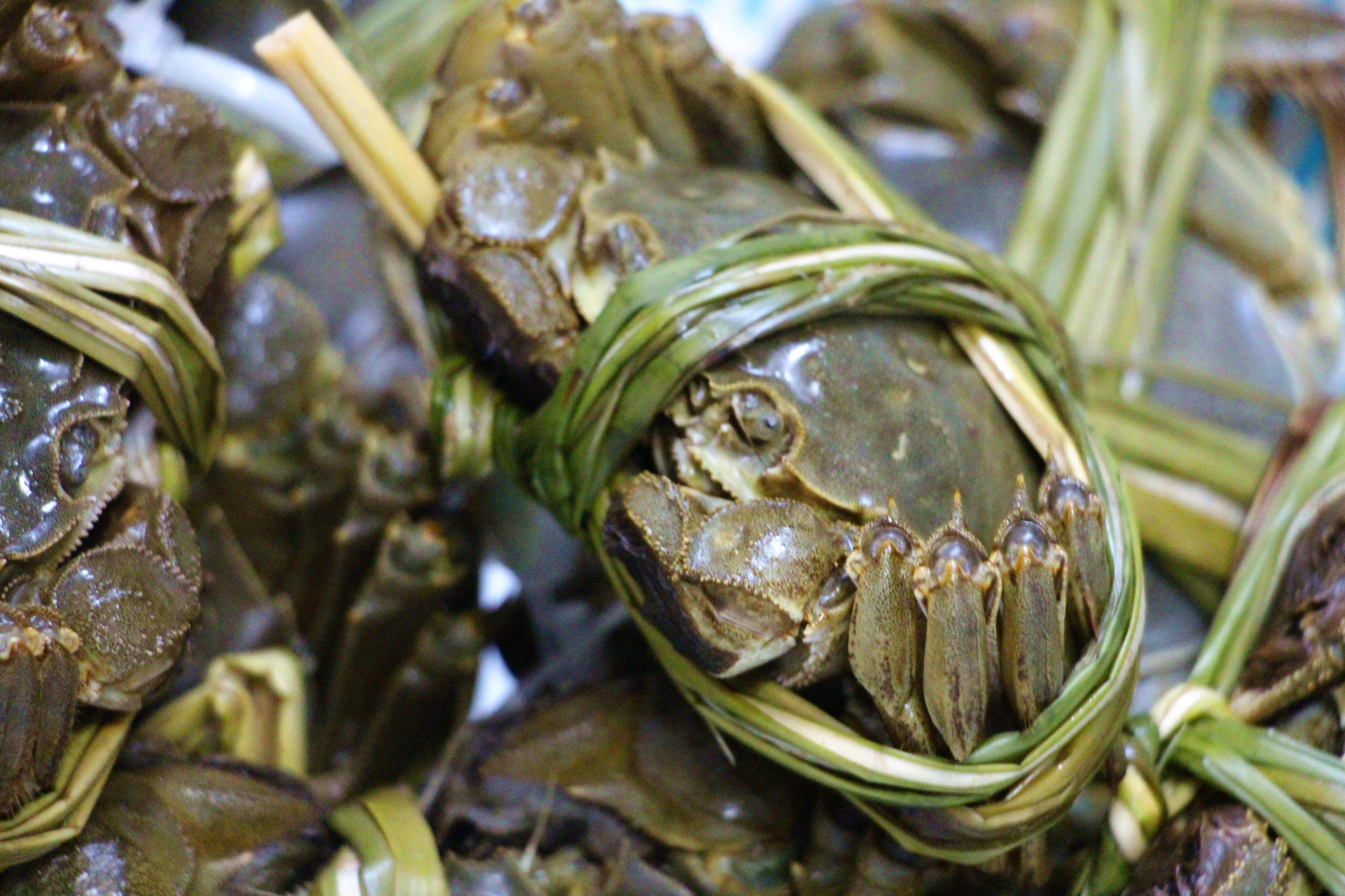 秋天吃蟹香香哒,"秋风起,蟹脚痒;菊花开,闻蟹来"