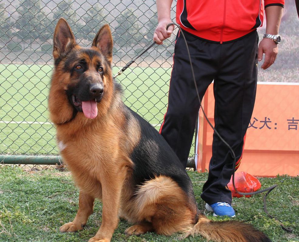 你可以永远相信"德国牧羊犬",看完你就清楚了