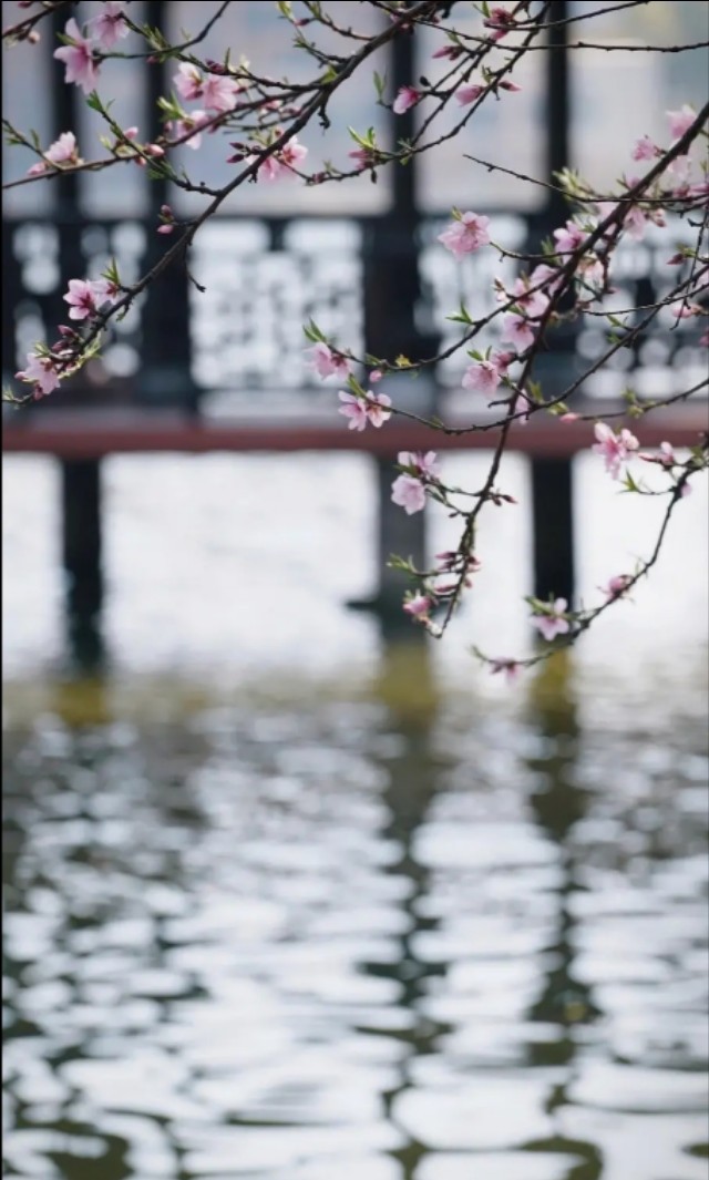 黄河之滨花相映，馨香三月尽芳菲。掬一捧春色，共赏春花烂漫！