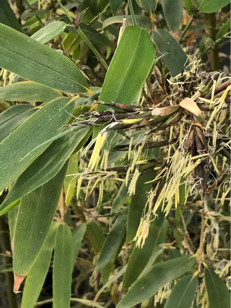 2种绿植，千万别让它开花，不然植物发黄枯萎